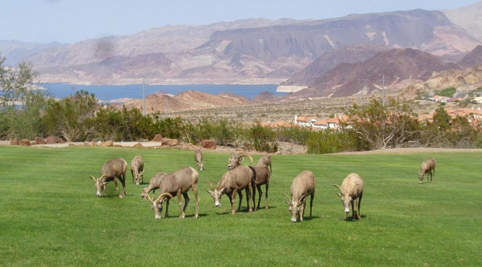 Lake Mead Inn Boulder City Exterior foto
